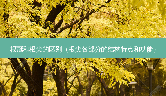 根冠和根尖的区别(根尖各部分的结构特点和功能)-第1张图片-南山整形网 根冠和根尖的区别(根尖各部分的结构特点和功能)-第1张图片-南山整形网