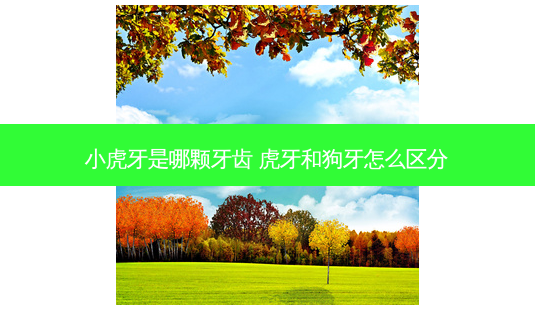 小虎牙是哪颗牙齿 虎牙和狗牙怎么区分-第1张图片-南山整形网 小虎牙是哪颗牙齿 虎牙和狗牙怎么区分-第1张图片-南山整形网