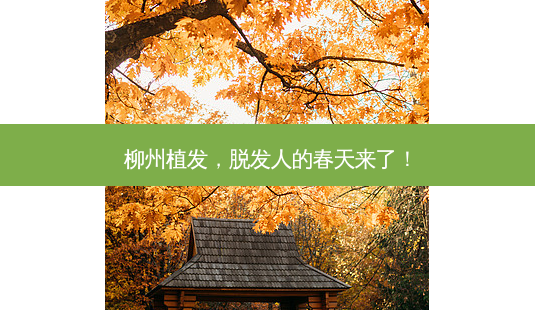 柳州植发,脱发人的春天来了!-第1张图片-南山整形网 柳州植发,脱发人的春天来了!-第1张图片-南山整形网