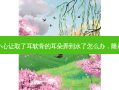 隆鼻后洗头不小心让取了耳软骨的耳朵弄到水了怎么办，隆鼻后怎么洗头发