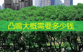 凸嘴大概需要多少钱