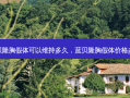 蓝贝隆胸假体可以维持多久，蓝贝隆胸假体价格多少